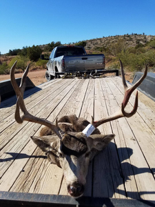 Chasing Elk deer under the sun.